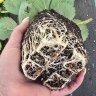 Саженцы клубники Клера