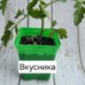 Саженец Томата "Вкусника" для балкона