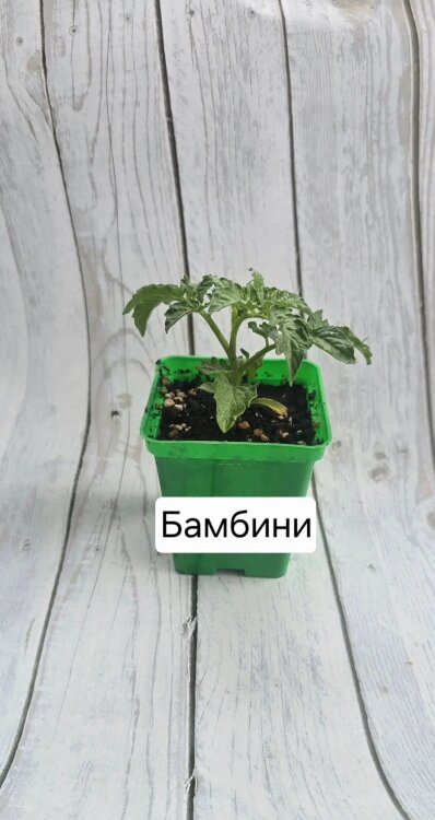 Саженец томата "Бамбини"