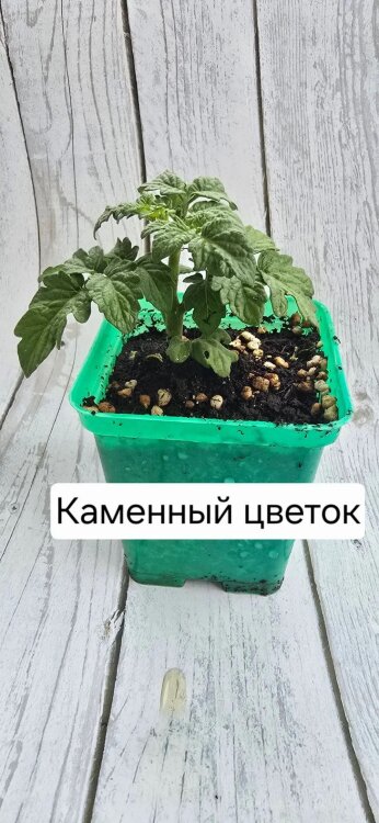 Саженец томата"Каменный цветок"