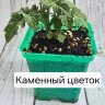 Саженец томата"Каменный цветок"