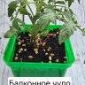 Саженец томата "Балконное чудо"