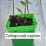 Саженец перца "Сибирский карлик"