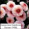 Хризантема корейская «Рассвет», черенки срезы (3 шт.) 