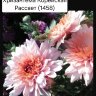 Хризантема корейская «Рассвет», черенки срезы (3 шт.) 