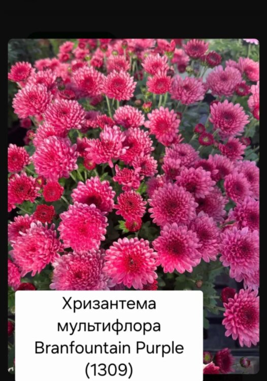 Хризантема мультифлора Branfountain Purple (срез/3шт)