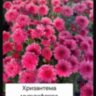 Хризантема мультифлора Branfountain Purple (срез/3шт)