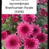 Хризантема мультифлора Branfountain Purple (срез/3шт)