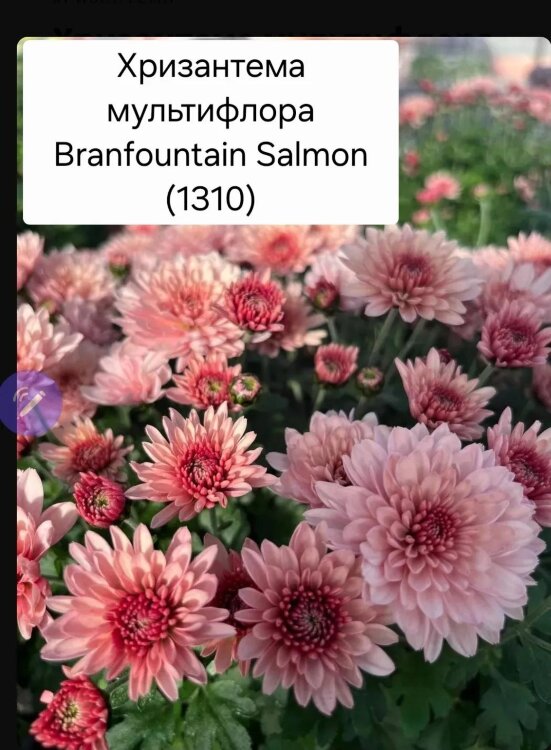Хризантема мультифлора Branfountain Salmon (срез/3шт)