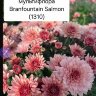 Хризантема мультифлора Branfountain Salmon (срез/3шт)