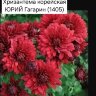 Хризантема корейская «Юрий Гагарин» (срезы, 3 шт.)